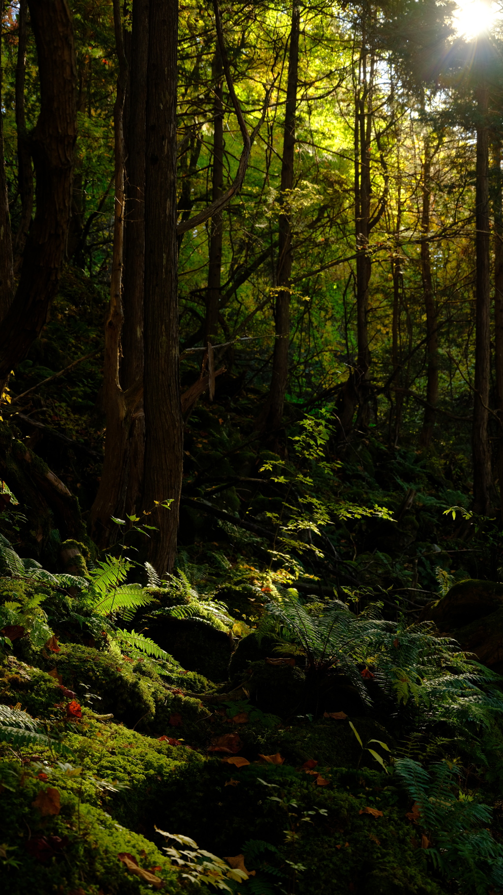 原生林の一風景