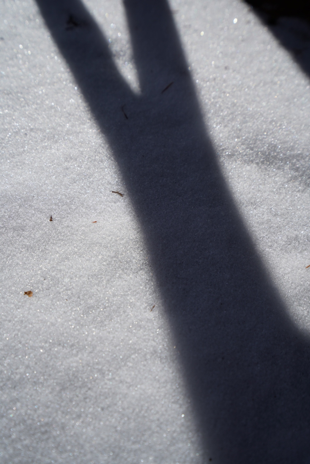 追想：ある雪晴れの日