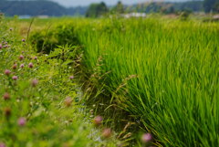 稲と草花