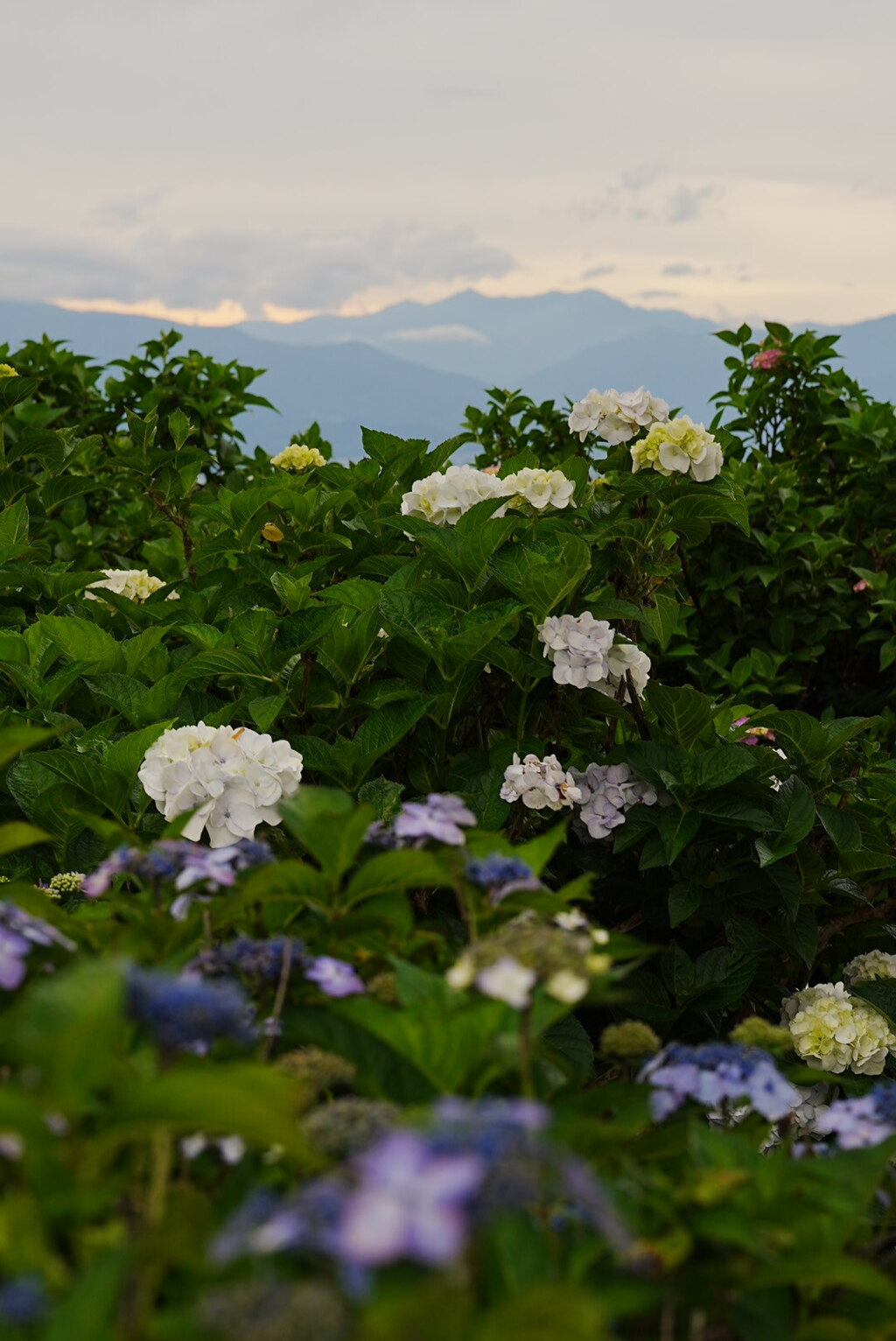 夕暮れの穂高連峰を紫陽花とともに望む