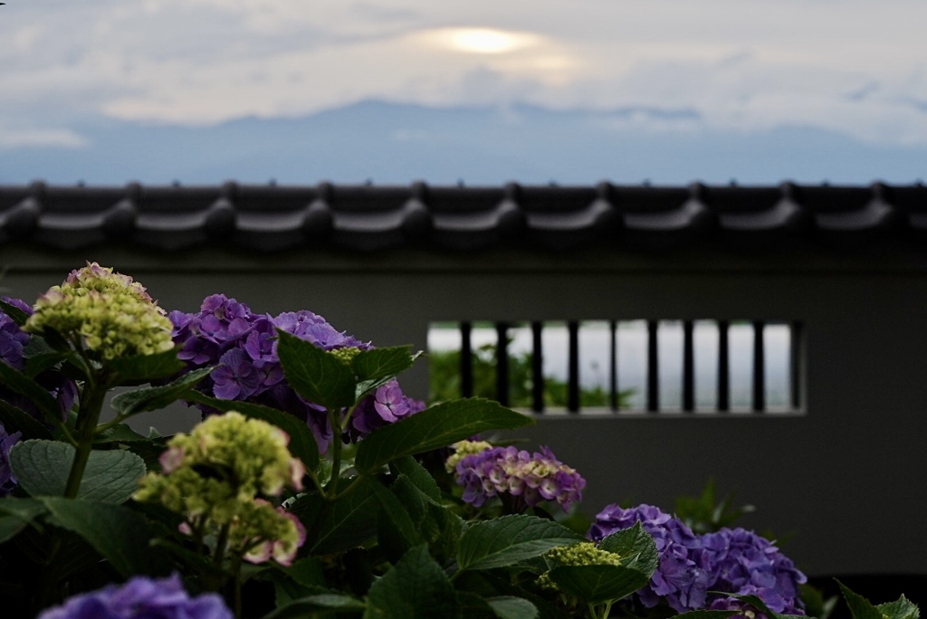 北アルプスの夕暮れ；法船寺の紫陽花と共に眺める
