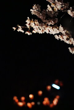 夜桜〜遠くに提灯を望む〜