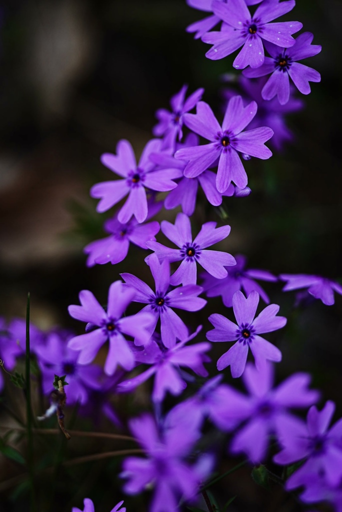 日陰の芝桜