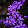 日陰の芝桜