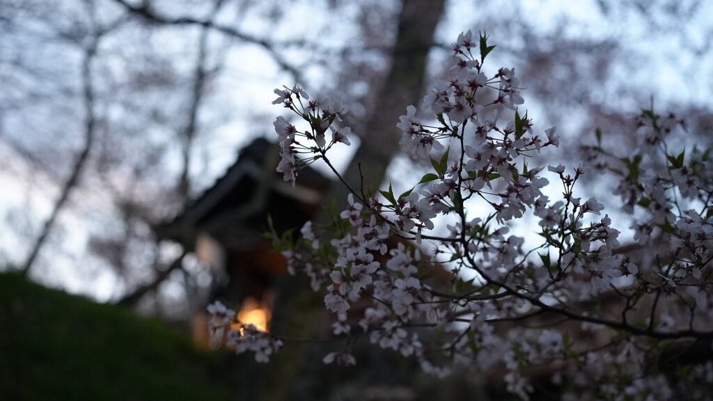 夕暮れ〜櫓と灯と葉桜と〜