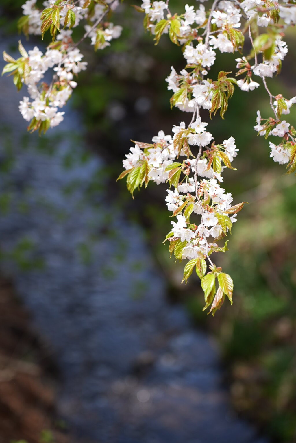 里山の春〜山桜〜