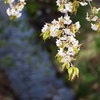 里山の春〜山桜〜