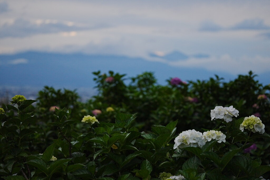 夕暮れの常念岳（北アルプス）を紫陽花と共に望む