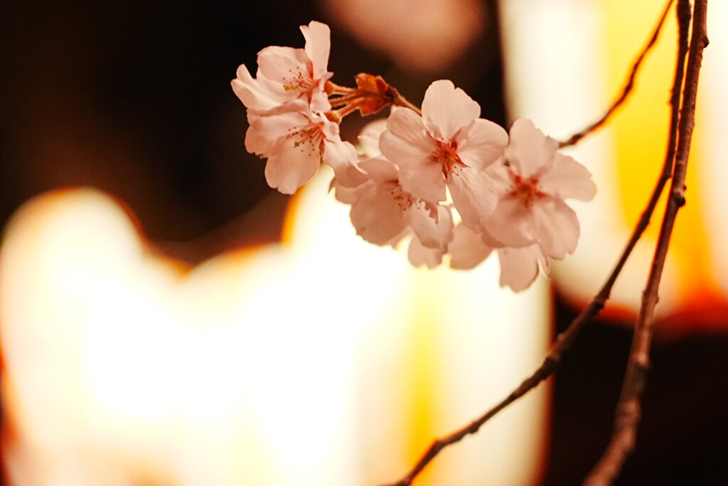 提灯と夜桜