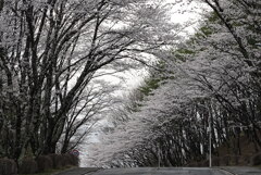 桜：まだまだ現役