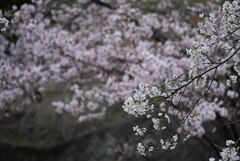 桜：饗宴