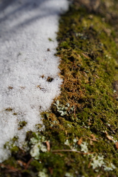 追想：雪と土と苔