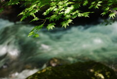 渓流の夏もみじ