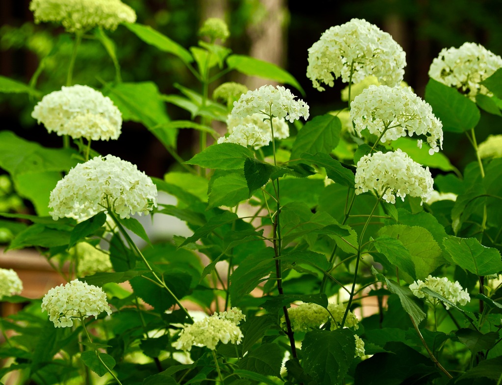 夏の思い出；窓辺の紫陽花