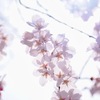 柔らかい光の中に