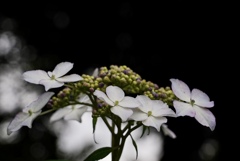 ガクアジサイ；暗い林を背景に