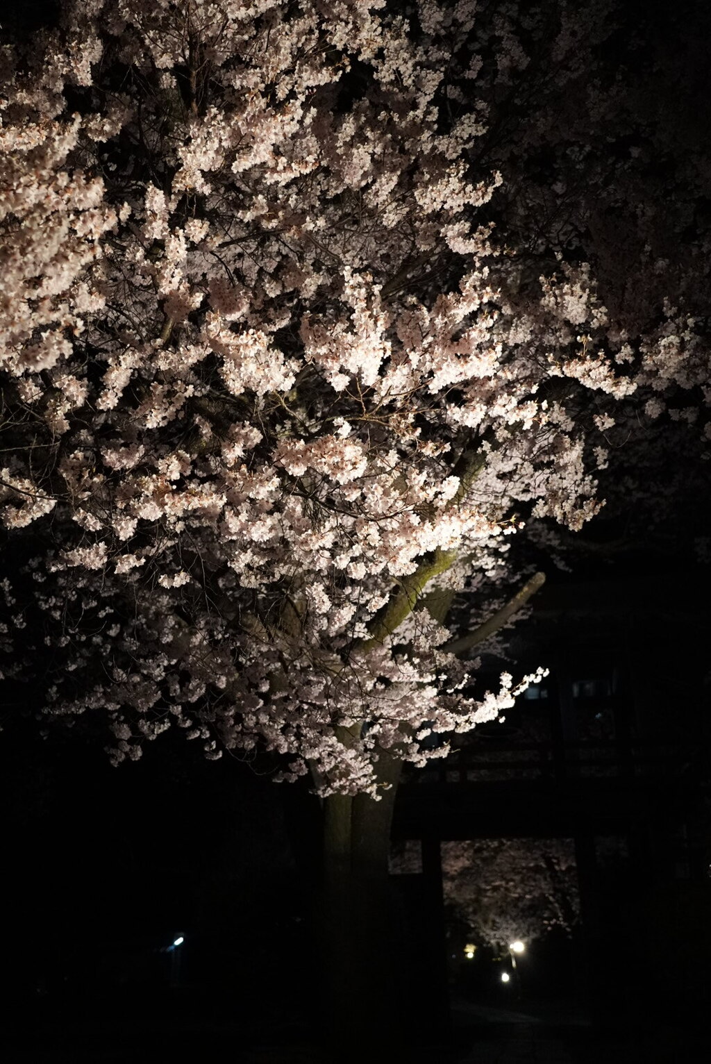 夜桜