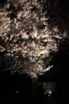夜桜