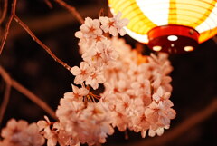 寺の夜桜