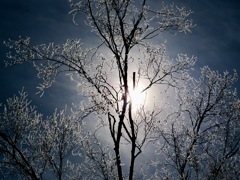 冬の自然に魅せられて＊５　　〜霧氷と太陽〜
