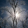 冬の自然に魅せられて＊５　　〜霧氷と太陽〜