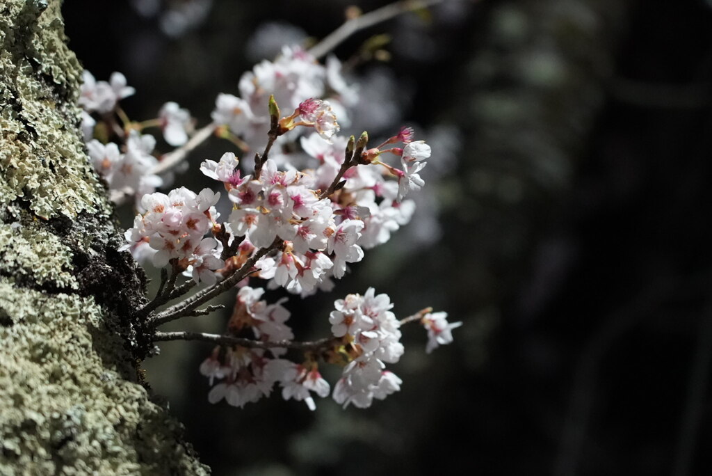 夜桜