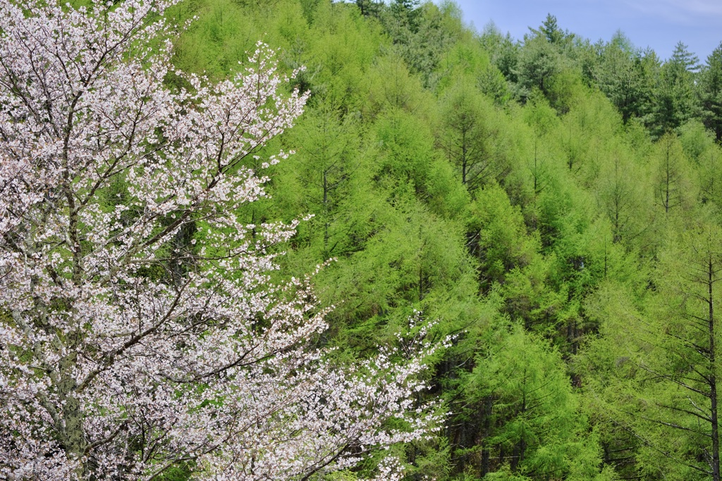 八ヶ岳高原の春