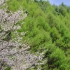 八ヶ岳高原の春