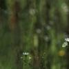 小さな花の小さな風景