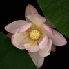隙間からこんにちは