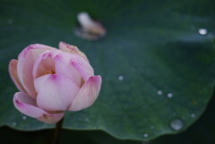 朝露に濡れて