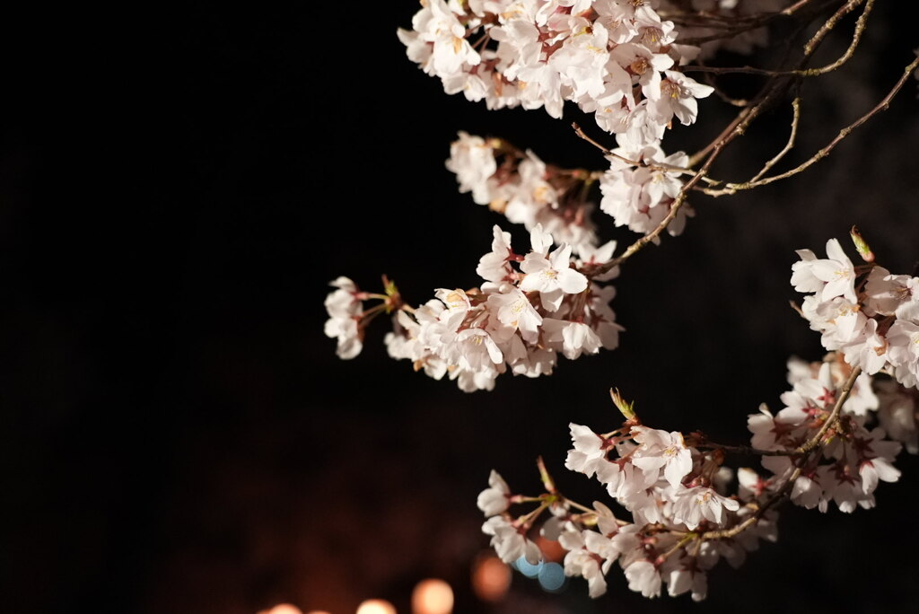 夜桜