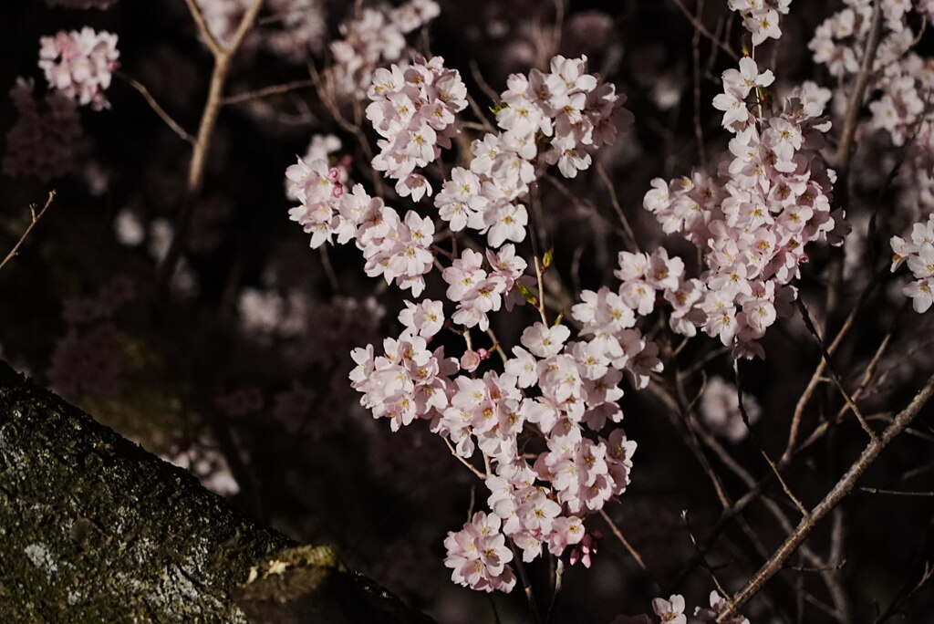 夜桜