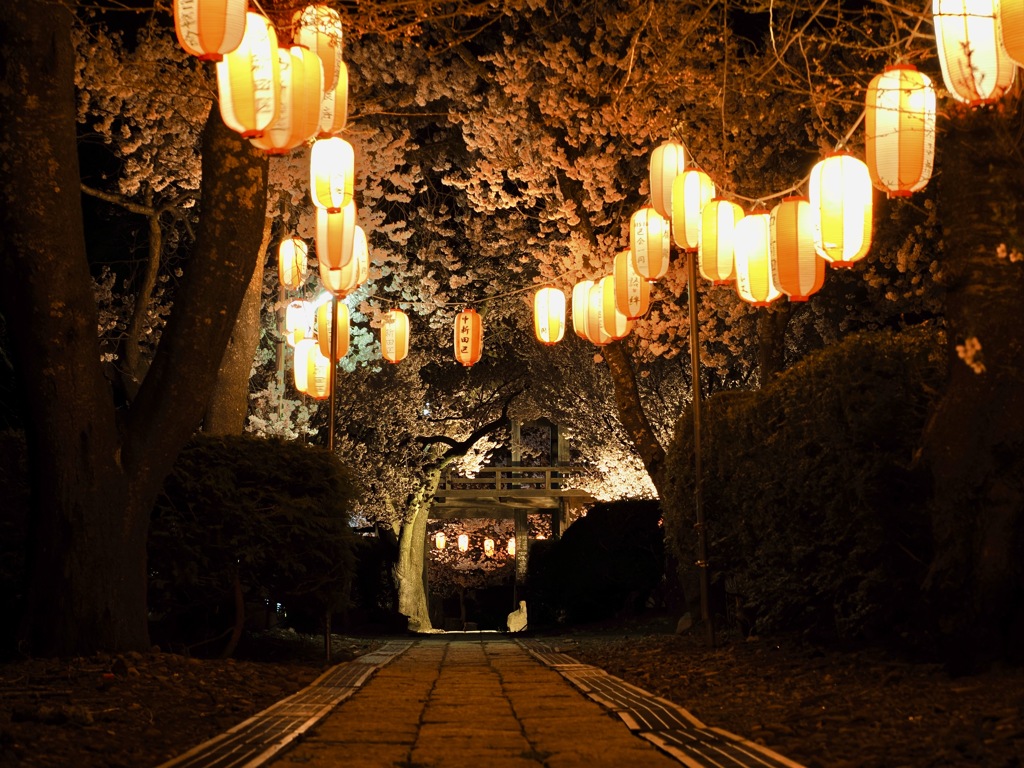 山寺の夜桜