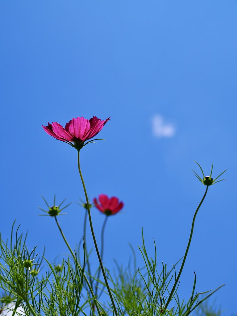 Cosmos ＆ Blue Sky