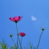 Cosmos ＆ Blue Sky