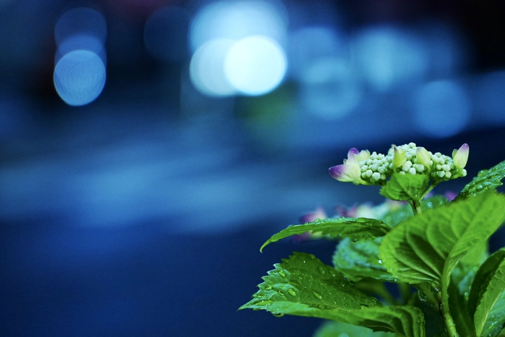 交差点の紫陽花：雨上がりの夜