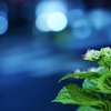 交差点の紫陽花：雨上がりの夜