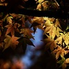 秋の装い＊７　　紅葉　そして　光