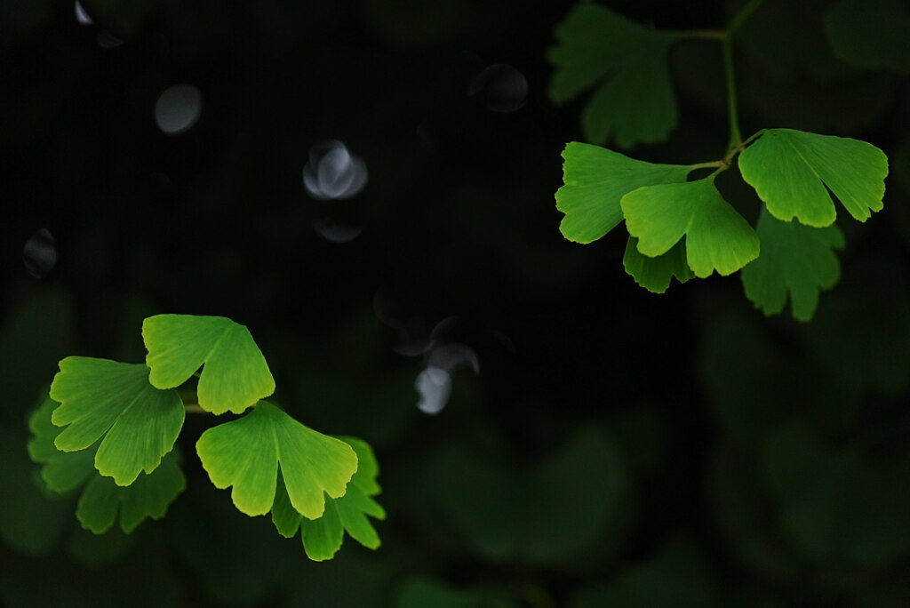 梅雨空の若葉