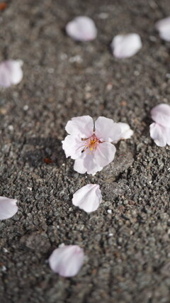 咲くも桜、散るも桜