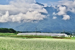 蕎麦畑をチラッと眺める甲斐駒ヶ岳