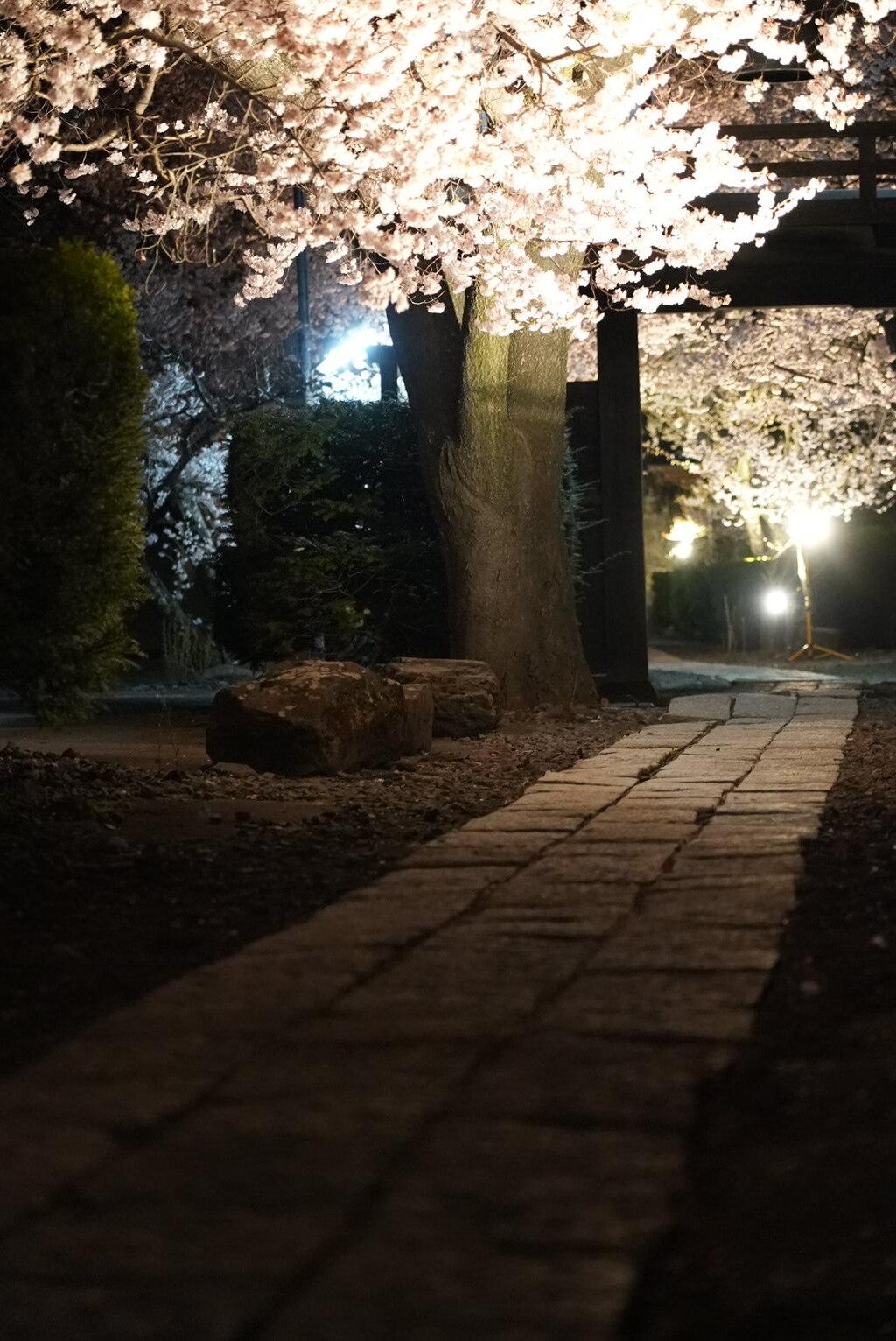禅寺の沿道と夜桜
