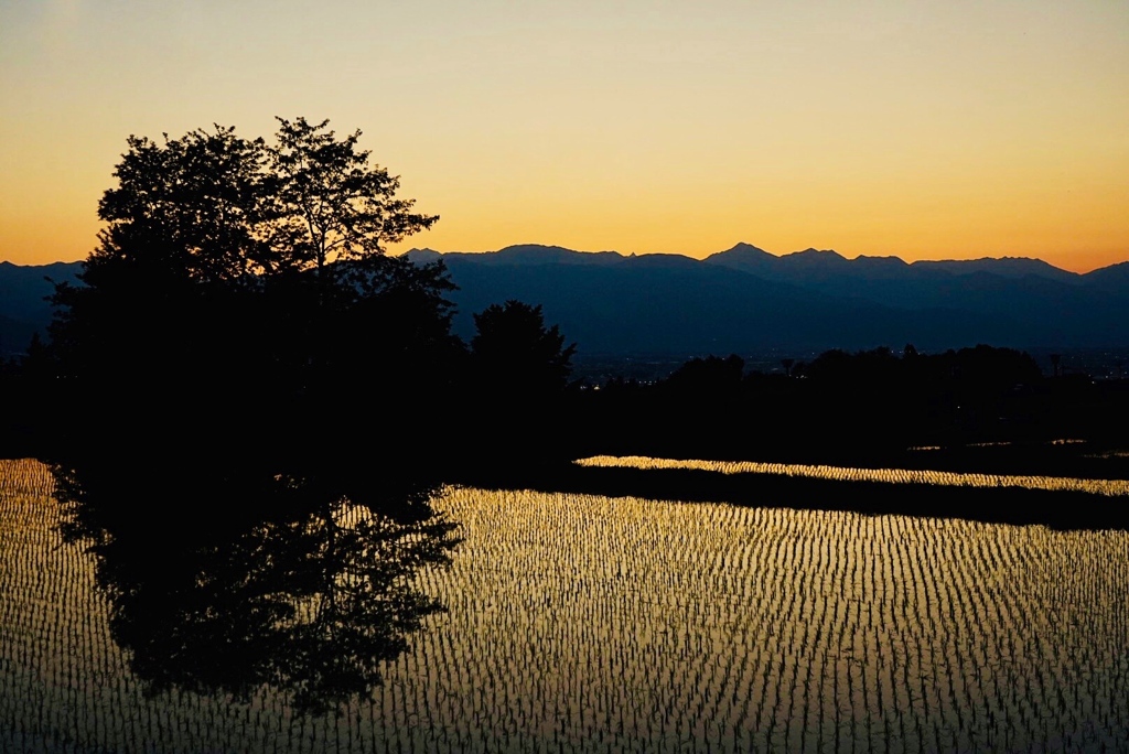 ある水田の夕暮れ