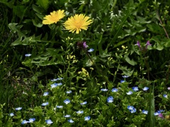 野の花たちの共演