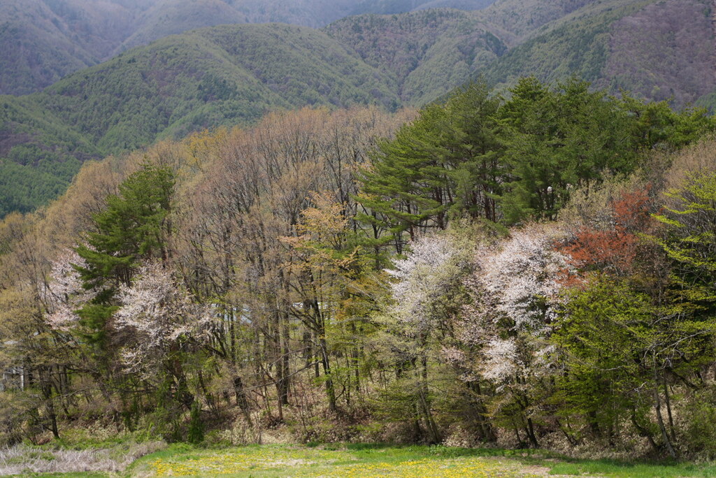 里山の春