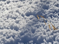 枯れ草ですが、何か？