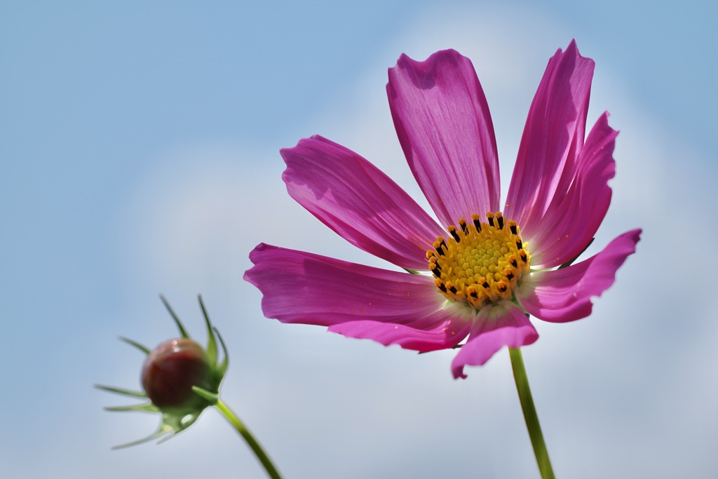 元気が出る花