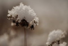 雪の日の朝