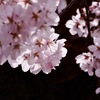 春の光